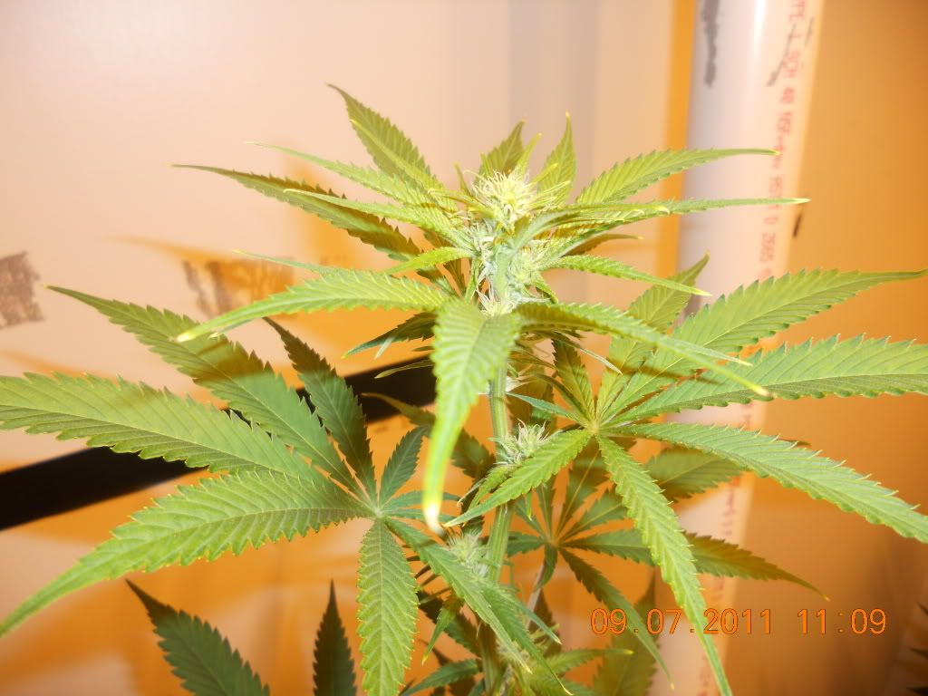 DSCN4546.jpg