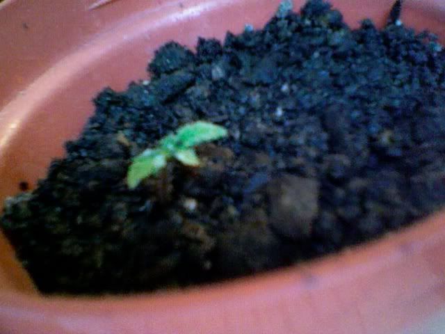 Photo159.jpg