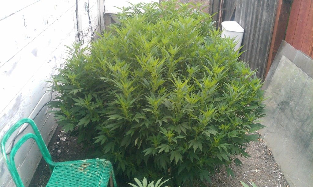 IMAG0222.jpg