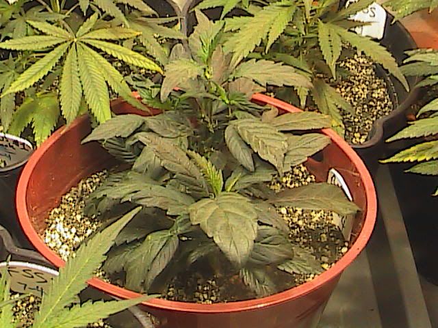 7-6-09054.jpg