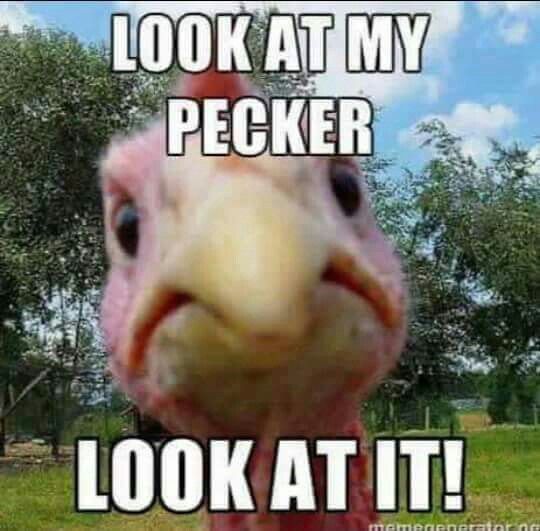 b32bfa8d23cc1ed75520a5d9dba09b03--funny-farm-funny-cute.jpg