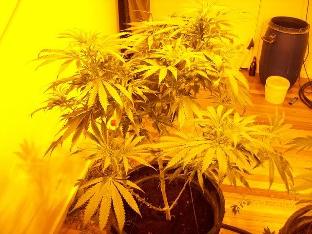 Plants076.jpg