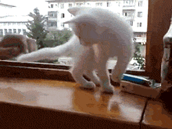 CpgRwb5.gif