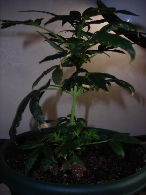 DSCN2199.jpg