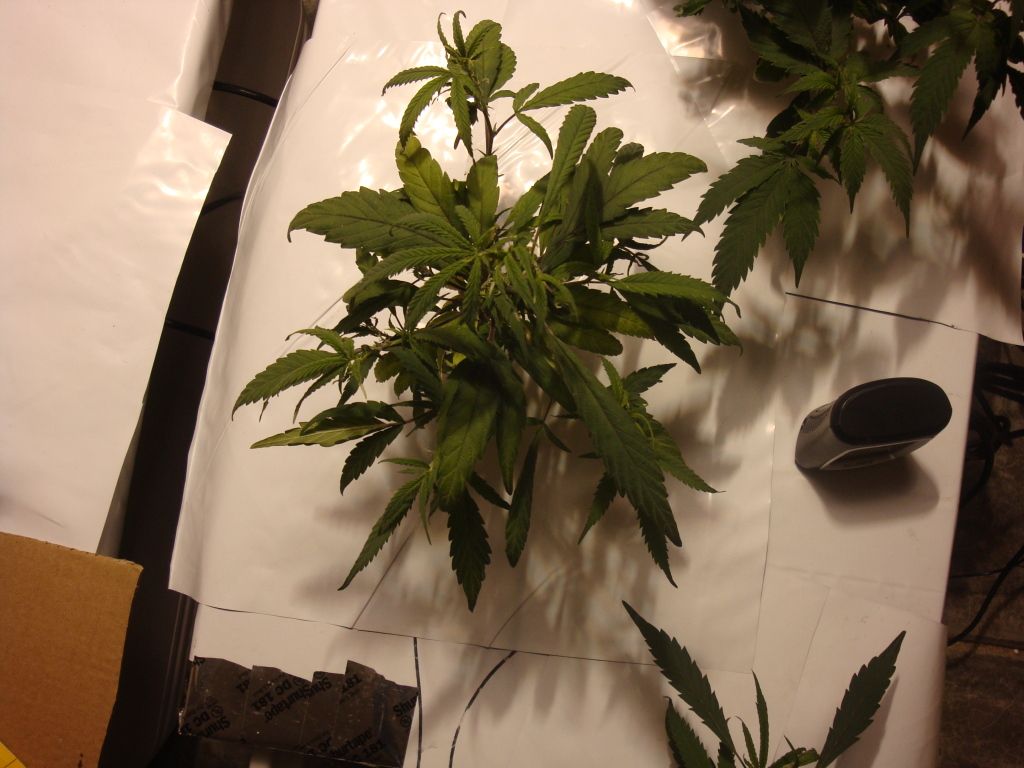 DSC04314.jpg