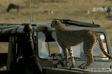 1294314313_cheetah-poops-inside-jeep.gif