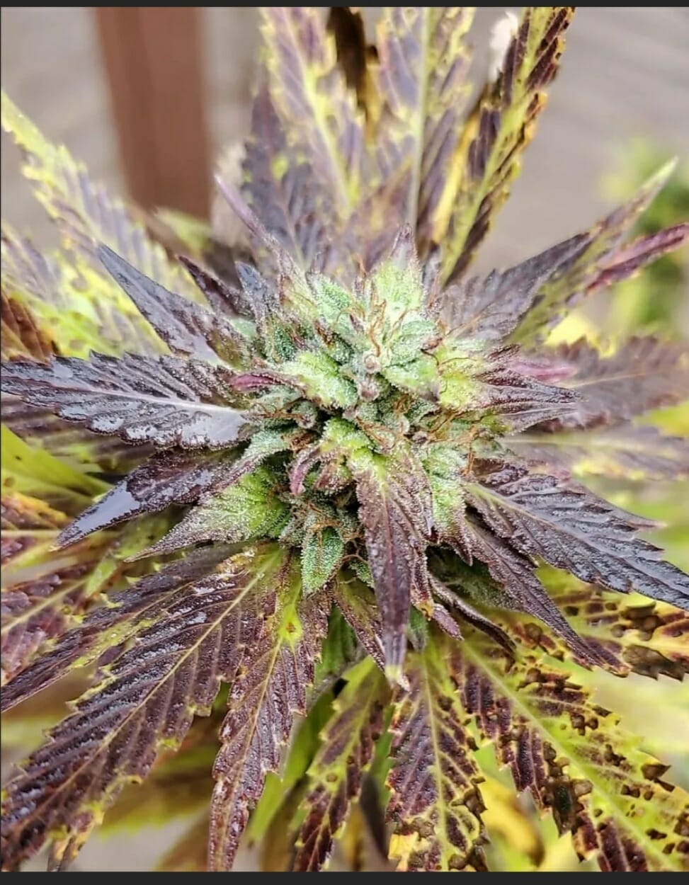 dcseedexchange.com
