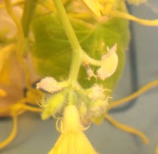 cuke18005.jpg