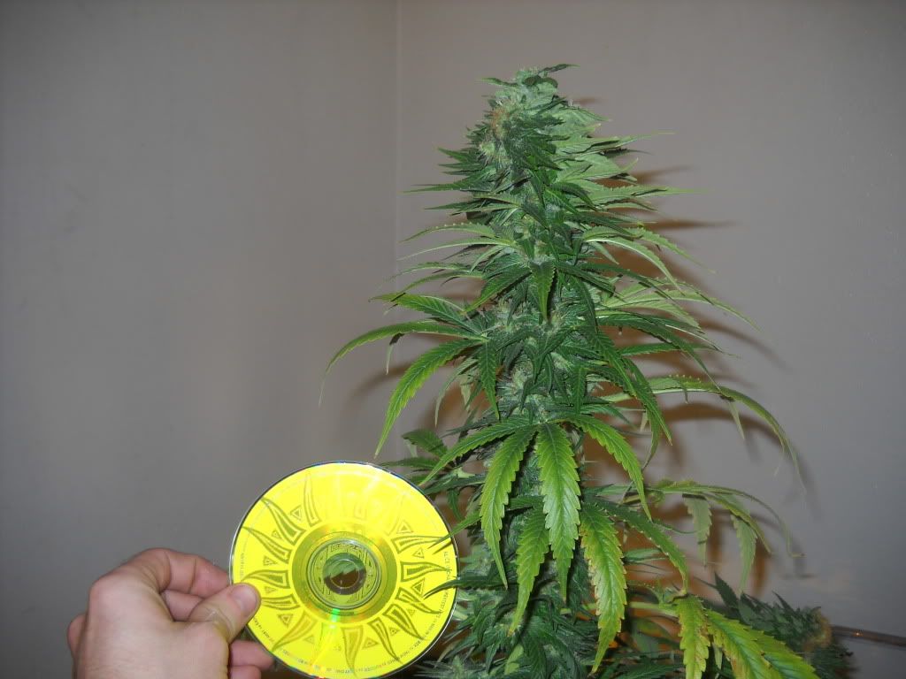 DSCN1089.jpg