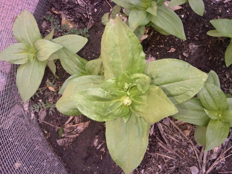 IMG00088-20110704-17041.jpg