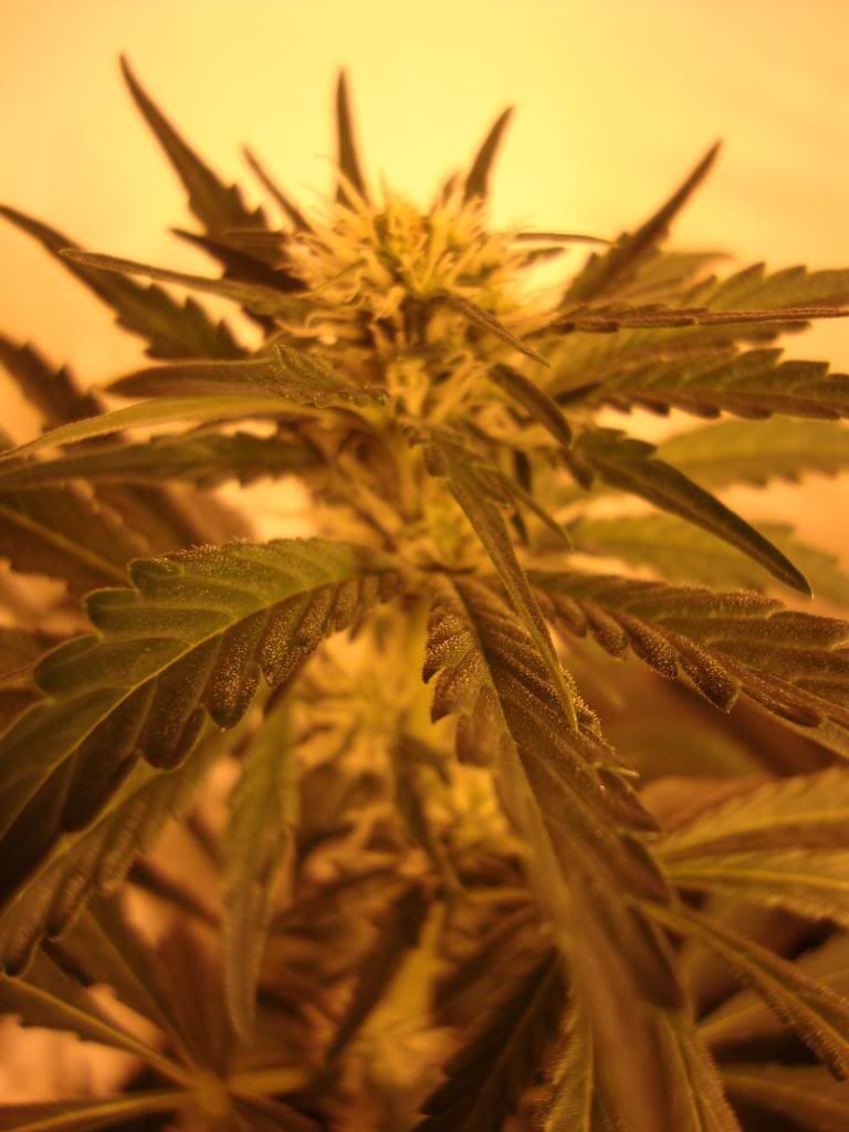 veg006.jpg