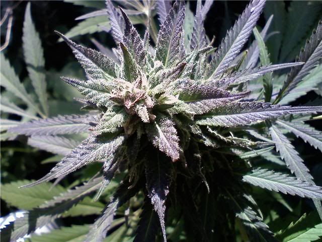 purplekush.jpg