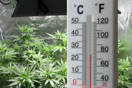 www.growweedeasy.com