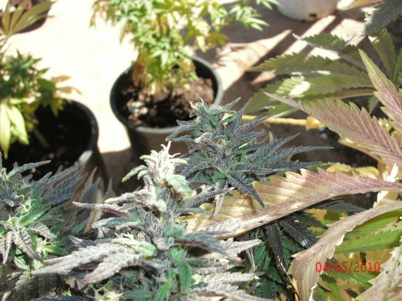 GEDC0674.jpg