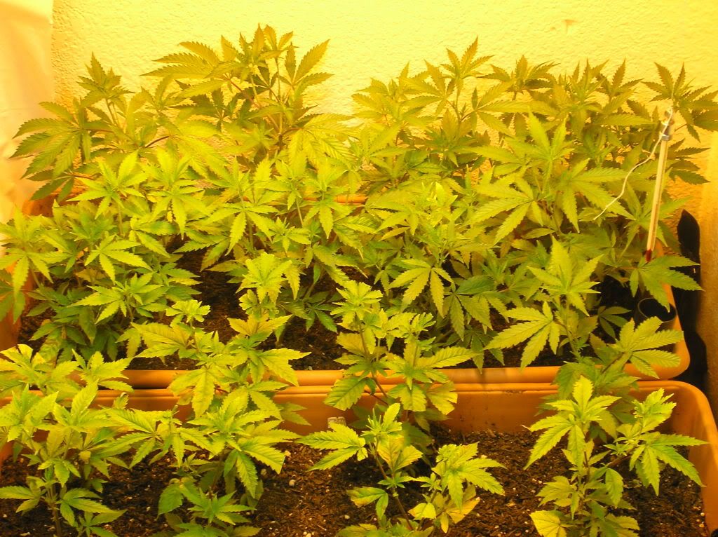 3-13-2010014.jpg