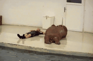41449_poranne-cwiczenia-morsa.gif