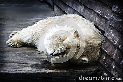 embarrassed-polar-bear-21138359.jpg