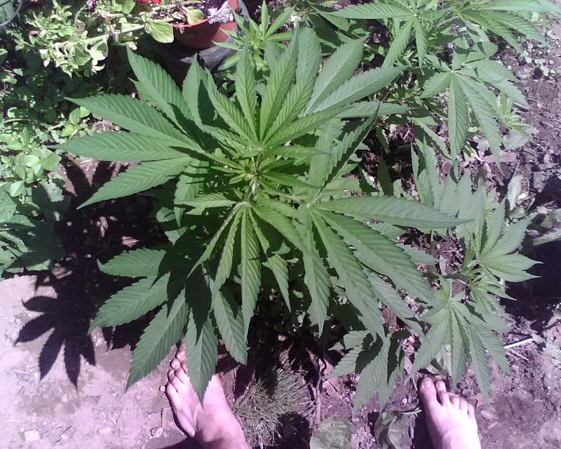 IMG00146.jpg