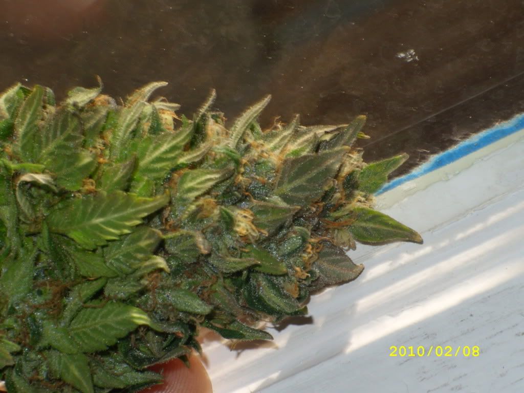 sensi003.jpg