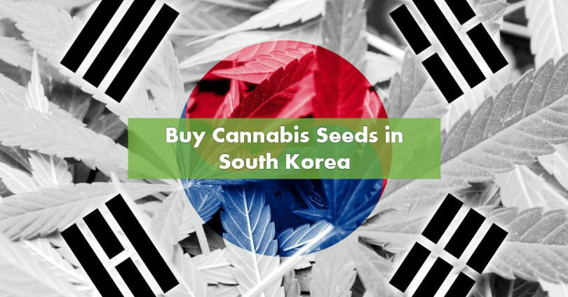 www.10buds.com