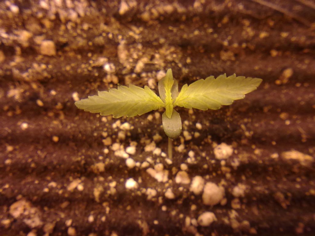 DAY5_PLANT1.jpg