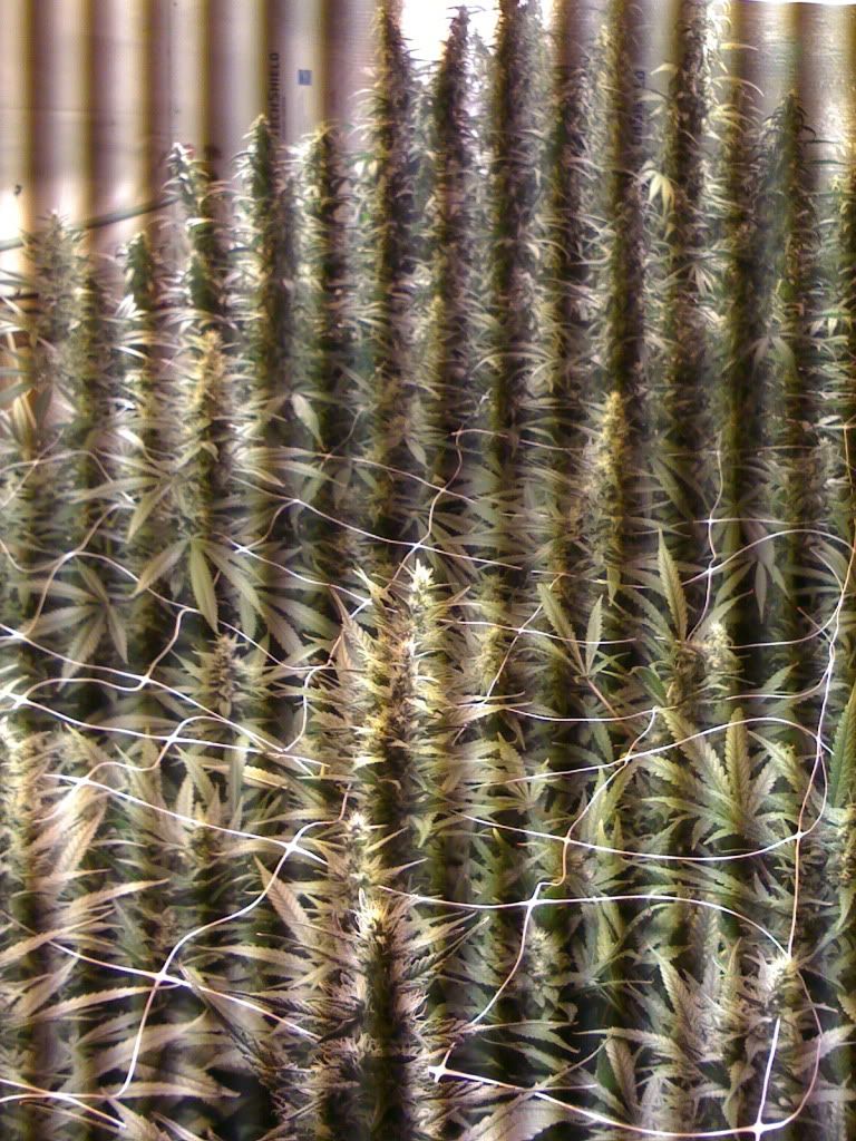 IMG_2159.jpg