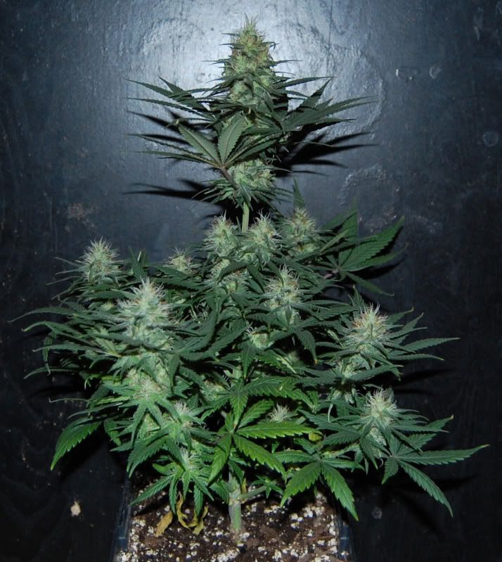 sour_full.jpg