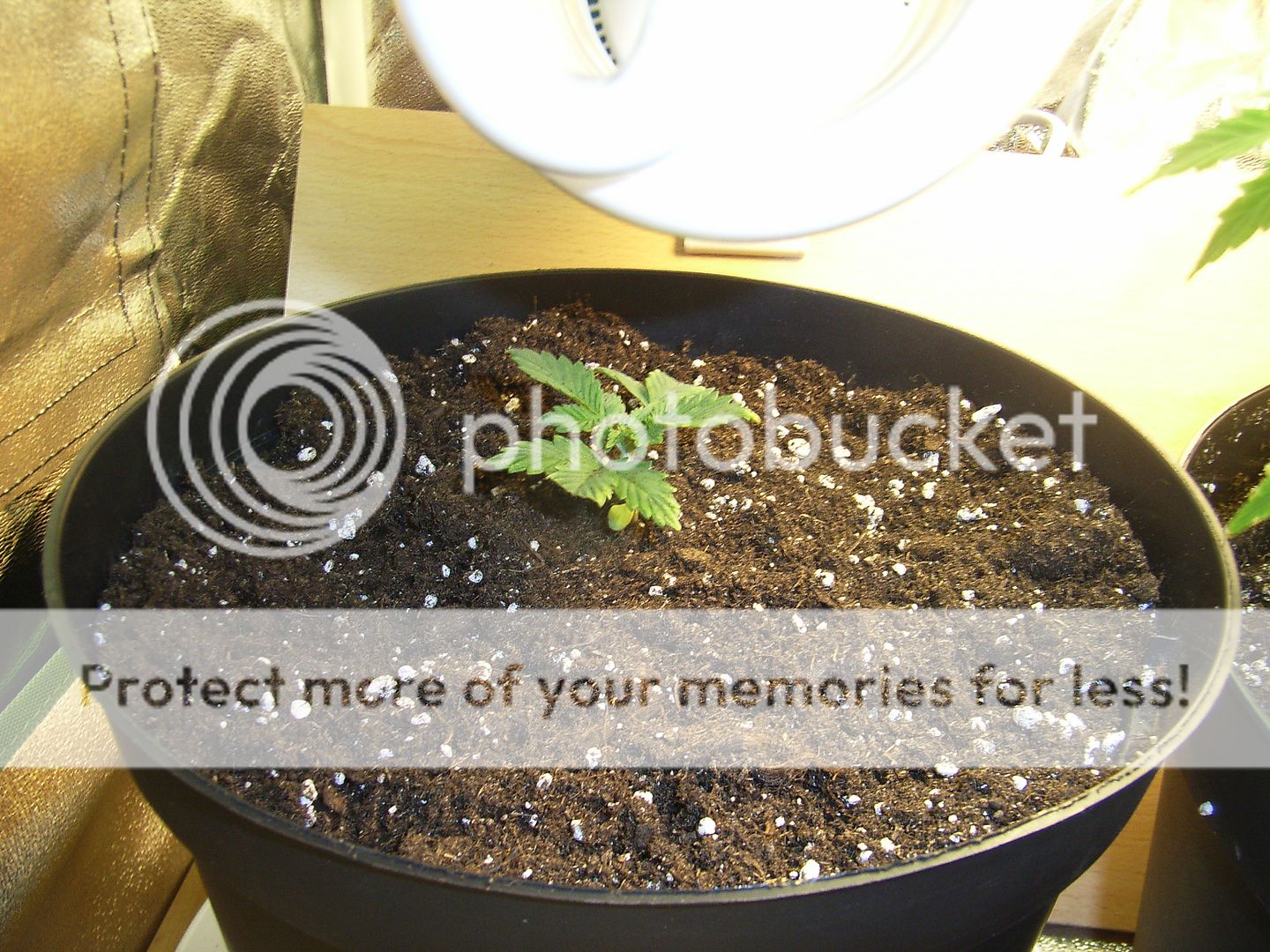9days.jpg