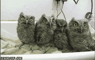 gif_04.gif