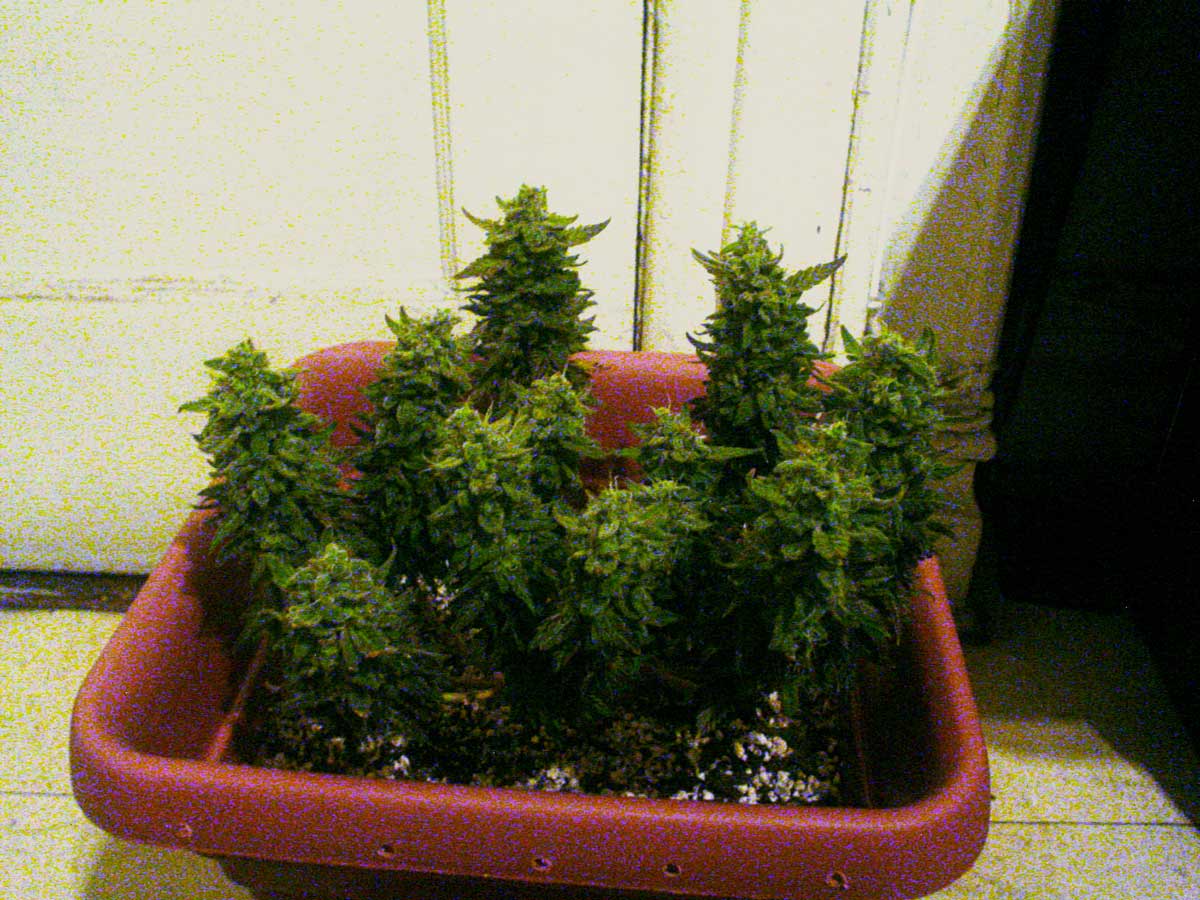 Is This A Good Grow Tent Kit To Use For Clones Rollitup