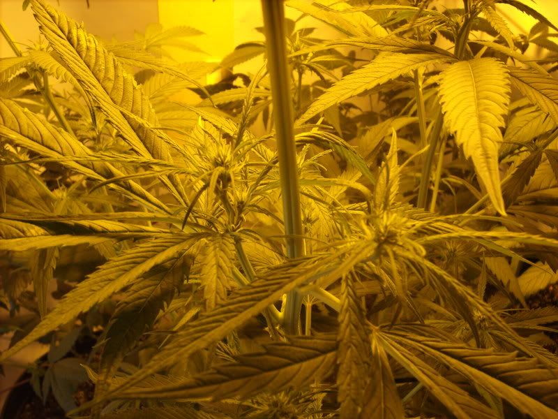 plants13001.jpg