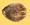 4538-BTseed.jpg