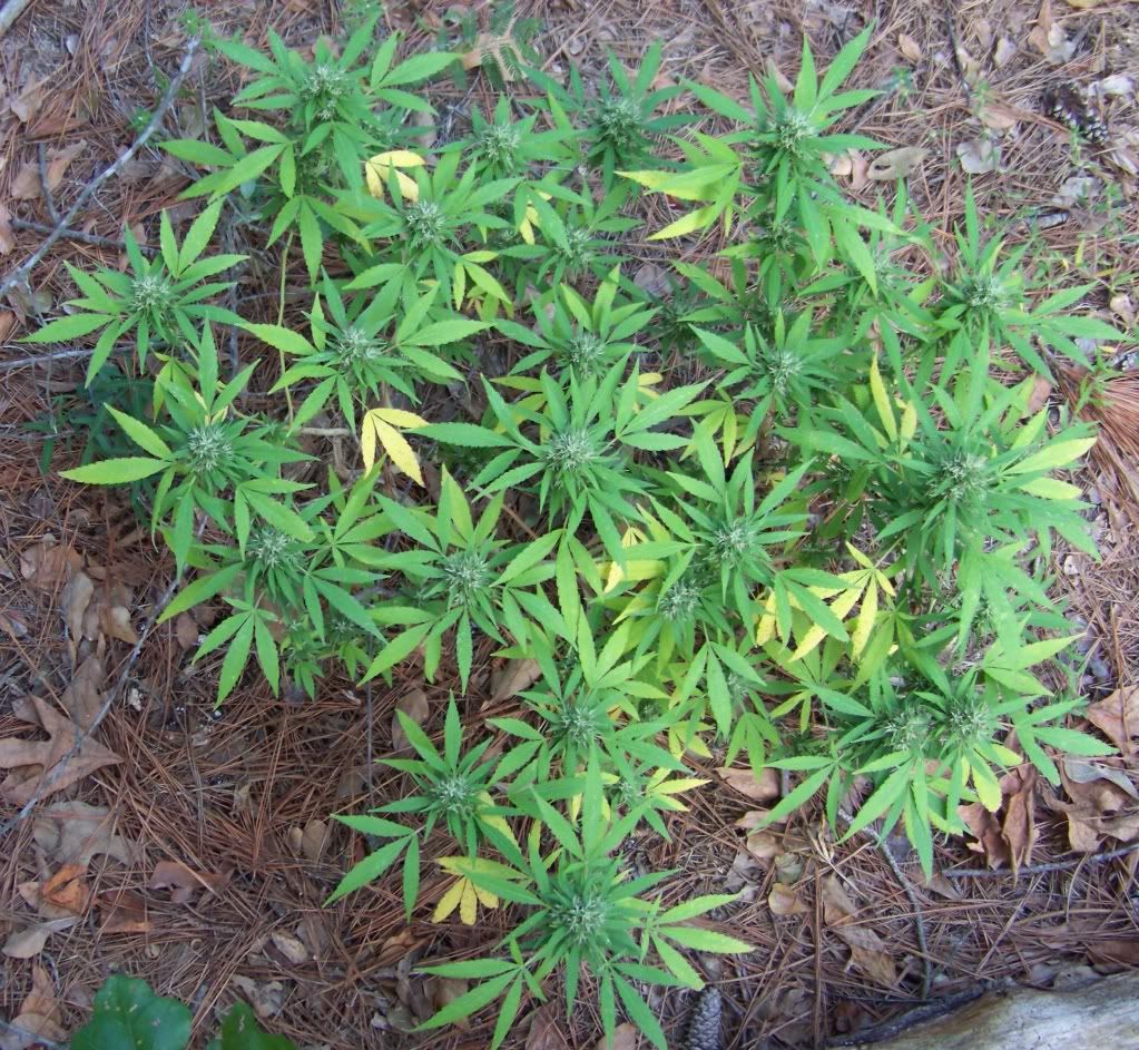 super-skunk2.jpg