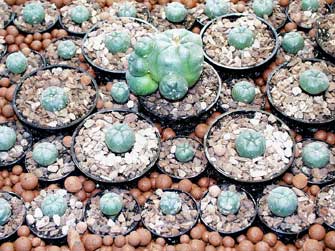 peyote.jpg
