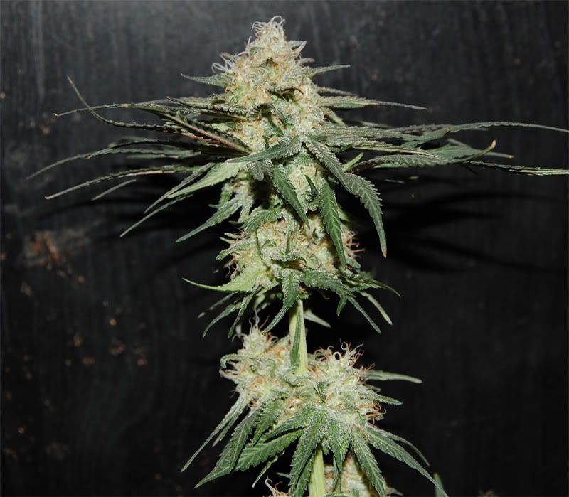 bubba_cola.jpg