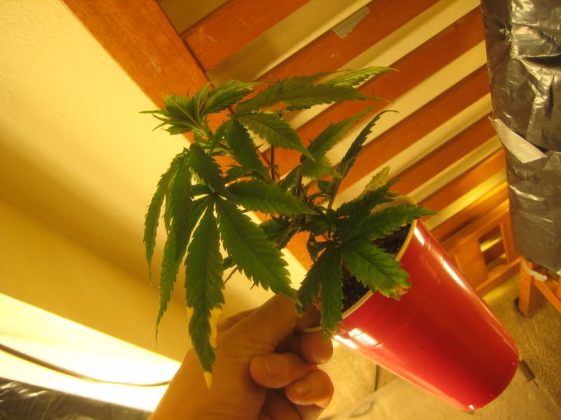 plants224.jpg