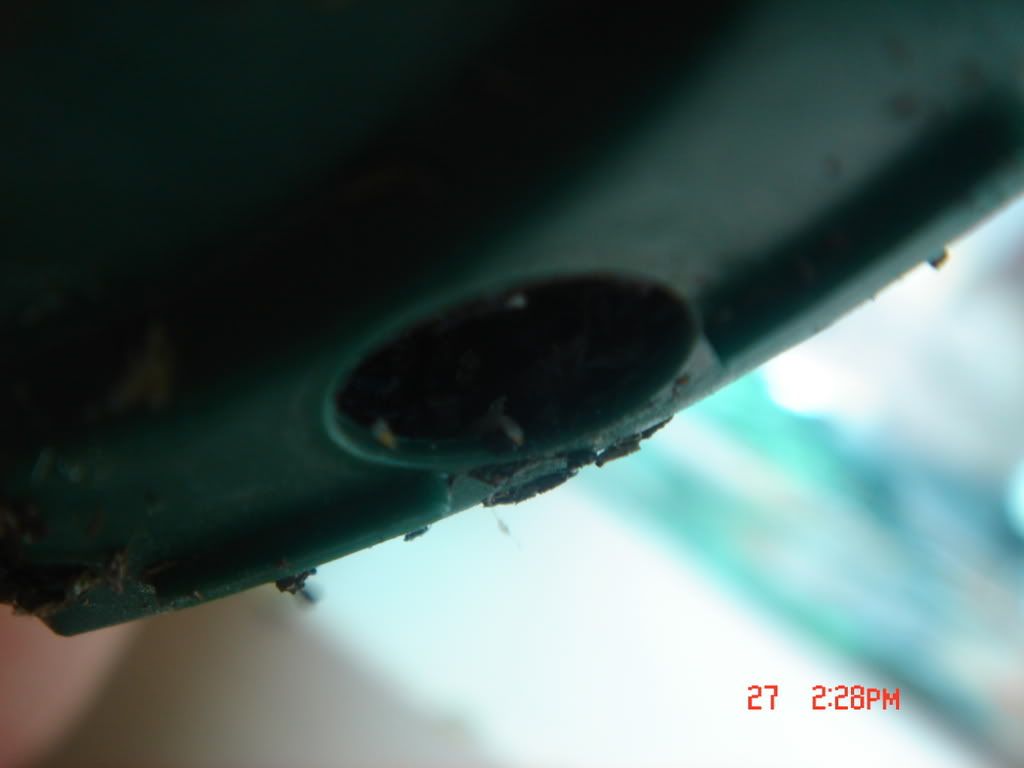 DSC01458.jpg