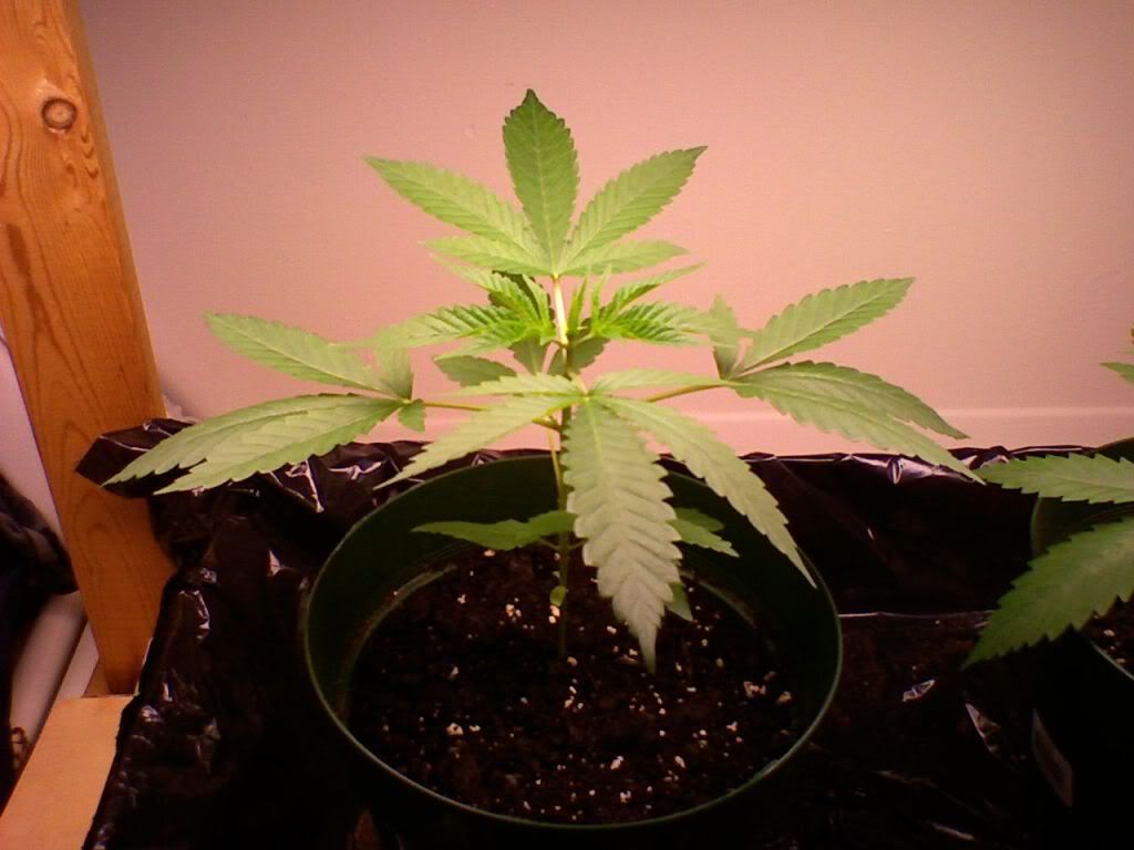 April92009Left.jpg