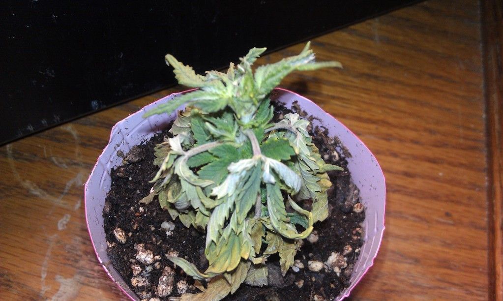 IMAG0110.jpg