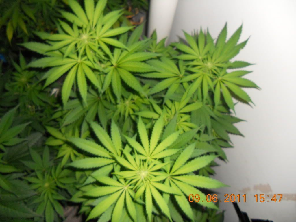 DSCN4518.jpg