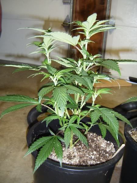 DSCF8152.jpg