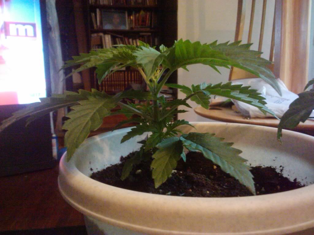 2011-08-09104629.jpg