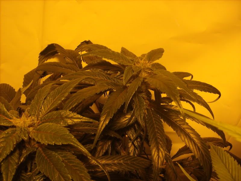 plants16006.jpg