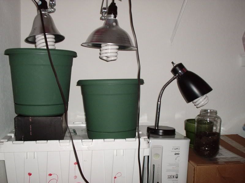 P6150006.jpg