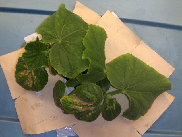 cuke6003.jpg