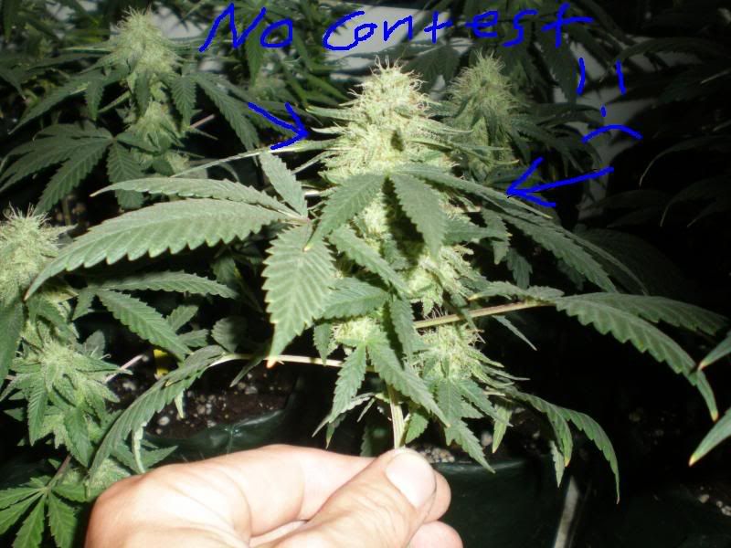 weed1.jpg