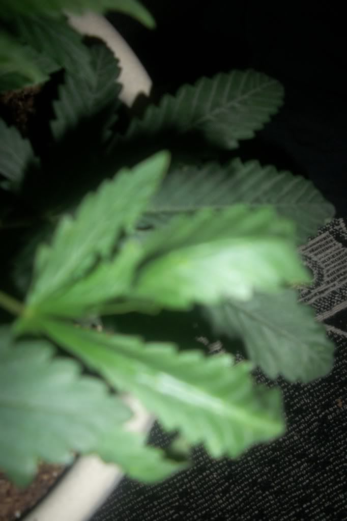 100_0707.jpg