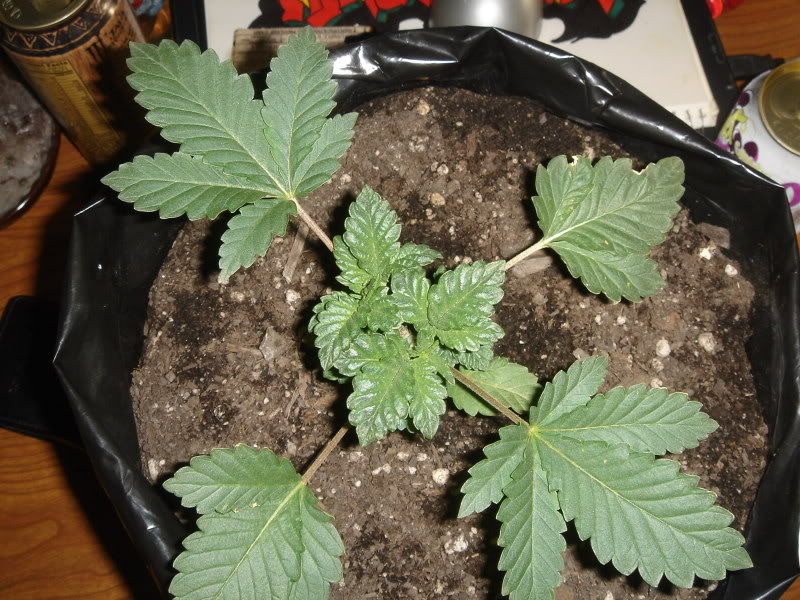 plants006.jpg