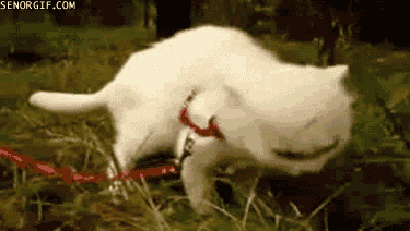 bSSoYbq.gif