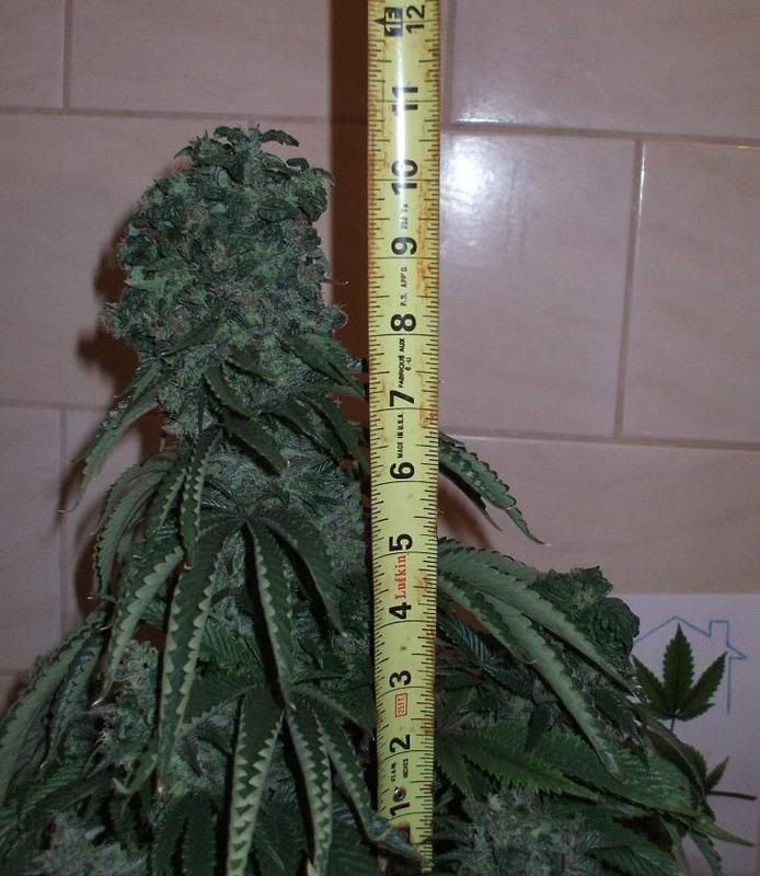 feb15gfcolatall.jpg